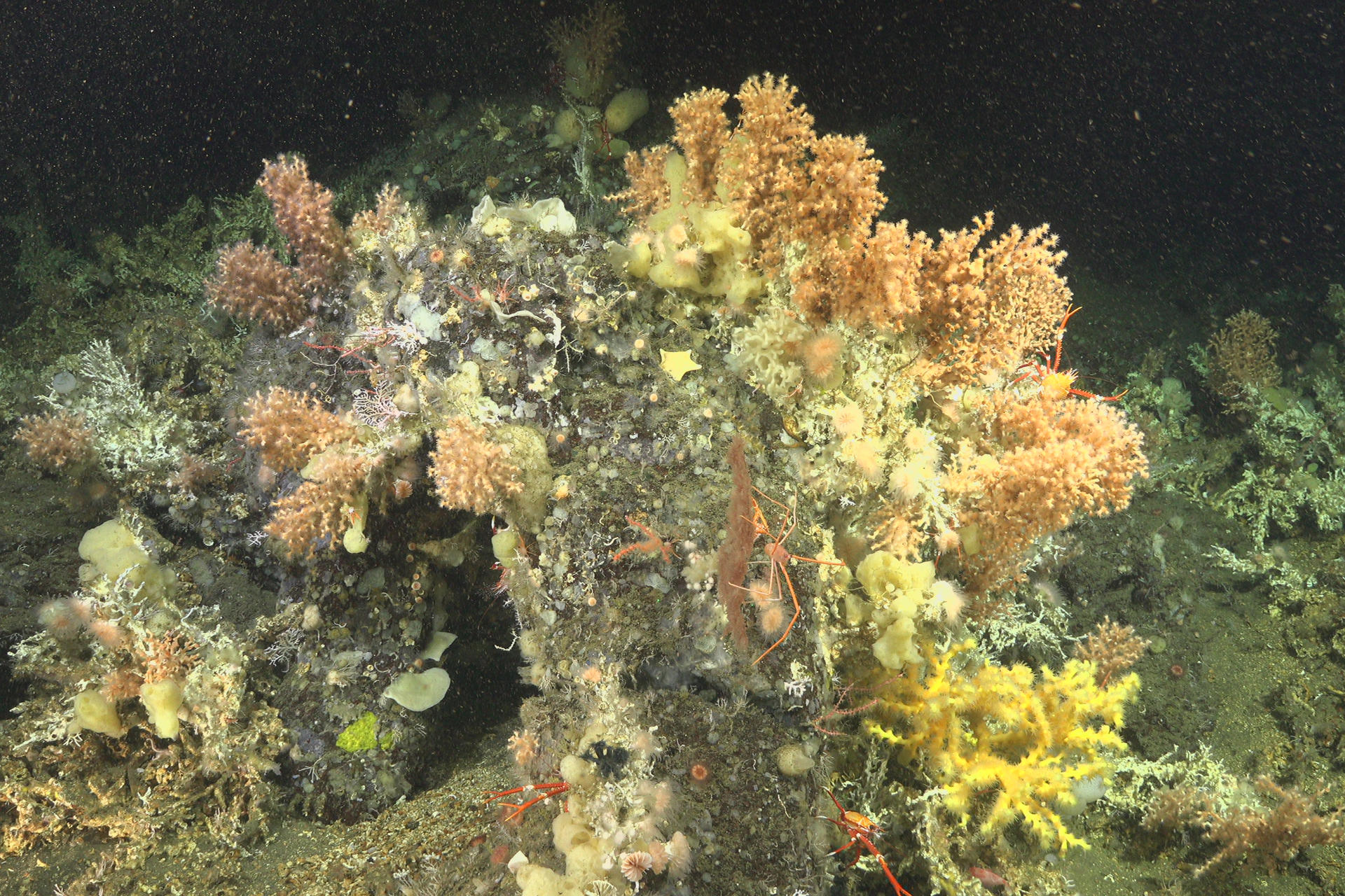 Fotografía sin fecha especificada de toma cedida por la Fundación Charles Darwin que muestra corales descubiertos en el archipiélago de Galápagos (Ecuador). EFE/ Fundación Charles Darwin