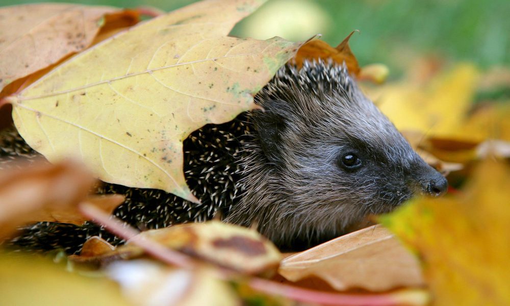 En la imagen de archivo, un erizo fotografiado bajo un montón de hojas en Petersdorf, Alemania. EFE/Patrick Pleul