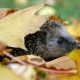 En la imagen de archivo, un erizo fotografiado bajo un montón de hojas en Petersdorf, Alemania. EFE/Patrick Pleul