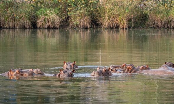 El heredero multimillonario indio Anant Ambani ofreció al Gobierno colombiano llevarse 80 hipopótamos a su propio centro de rescate de fauna en el oeste de la India, después de que Bogotá autorizara la eutanasia para controlar a esta especie invasora introducida en el país por el narcotraficante Pablo Escobar. Estos ochenta hipopótamos no eligieron dónde nacieron, ni crearon las circunstancias a las que ahora se enfrentan. Son seres vivos y sensibles, y si tenemos la posibilidad de salvarlos mediante una solución segura y humana, tenemos la responsabilidad de intentarlo, declaró el magnate en un comunicado publicado este martes.EFE/ Vantara ***SOLO USO EDITORIAL/SOLO DISPONIBLE PARA ILUSTRAR LA NOTICIA QUE ACOMPAÑA (CRÉDITO OBLIGATORIO)***