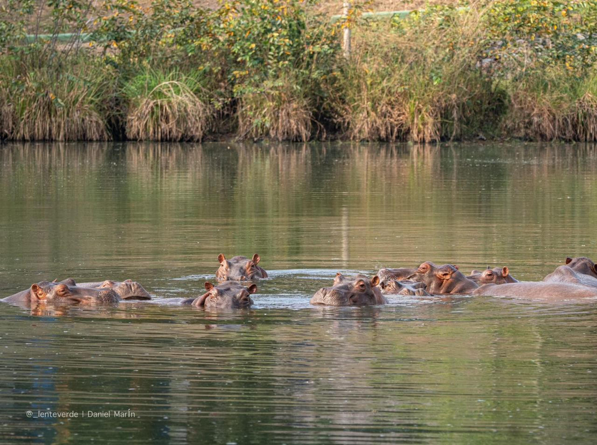 El heredero multimillonario indio Anant Ambani ofreció al Gobierno colombiano llevarse 80 hipopótamos a su propio centro de rescate de fauna en el oeste de la India, después de que Bogotá autorizara la eutanasia para controlar a esta especie invasora introducida en el país por el narcotraficante Pablo Escobar. Estos ochenta hipopótamos no eligieron dónde nacieron, ni crearon las circunstancias a las que ahora se enfrentan. Son seres vivos y sensibles, y si tenemos la posibilidad de salvarlos mediante una solución segura y humana, tenemos la responsabilidad de intentarlo, declaró el magnate en un comunicado publicado este martes.EFE/ Vantara ***SOLO USO EDITORIAL/SOLO DISPONIBLE PARA ILUSTRAR LA NOTICIA QUE ACOMPAÑA (CRÉDITO OBLIGATORIO)***