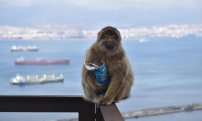 Los monos de Gibraltar, la única población de macacos que vive en libertad en Europa, han comenzado a comer tierra, y los investigadores han sugerido que lo están haciendo para contrarrestar el consumo excesivo de comida humana -sobre todo aperitivos dulces y salados- que les proporcionan los turistas. Los científicos creen que el chocolate, las patatas fritas, las galletas o los helados que proporcionan los turistas a los monos o que estos les roban, y que llegan a suponer una parte sustancial de la dieta de muchos de ellos, están alterando la composición de su microbioma intestinal, y la ingestión de tierra les ayudaría a reequilibrar el estómago y a obtener las bacterias y los minerales ausentes en la comida basura.-EFE/ Proyecto de macacos de Gibraltar/Martín Nicourt***SOLO USO EDITORIAL/SOLO DISPONIBLE PARA ILUSTRAR LA NOTICIA QUE ACOMPAÑA (CRÉDITO OBLIGATORIO)***