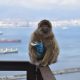 Los monos de Gibraltar, la única población de macacos que vive en libertad en Europa, han comenzado a comer tierra, y los investigadores han sugerido que lo están haciendo para contrarrestar el consumo excesivo de comida humana -sobre todo aperitivos dulces y salados- que les proporcionan los turistas. Los científicos creen que el chocolate, las patatas fritas, las galletas o los helados que proporcionan los turistas a los monos o que estos les roban, y que llegan a suponer una parte sustancial de la dieta de muchos de ellos, están alterando la composición de su microbioma intestinal, y la ingestión de tierra les ayudaría a reequilibrar el estómago y a obtener las bacterias y los minerales ausentes en la comida basura.-EFE/ Proyecto de macacos de Gibraltar/Martín Nicourt***SOLO USO EDITORIAL/SOLO DISPONIBLE PARA ILUSTRAR LA NOTICIA QUE ACOMPAÑA (CRÉDITO OBLIGATORIO)***
