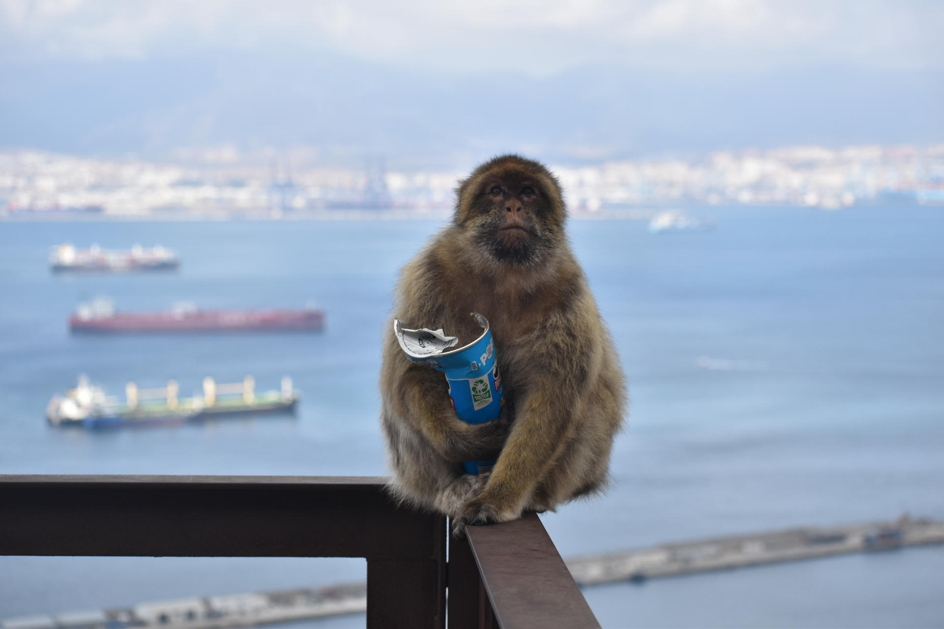 Los monos de Gibraltar, la única población de macacos que vive en libertad en Europa, han comenzado a comer tierra, y los investigadores han sugerido que lo están haciendo para contrarrestar el consumo excesivo de comida humana -sobre todo aperitivos dulces y salados- que les proporcionan los turistas. Los científicos creen que el chocolate, las patatas fritas, las galletas o los helados que proporcionan los turistas a los monos o que estos les roban, y que llegan a suponer una parte sustancial de la dieta de muchos de ellos, están alterando la composición de su microbioma intestinal, y la ingestión de tierra les ayudaría a reequilibrar el estómago y a obtener las bacterias y los minerales ausentes en la comida basura.-EFE/ Proyecto de macacos de Gibraltar/Martín Nicourt***SOLO USO EDITORIAL/SOLO DISPONIBLE PARA ILUSTRAR LA NOTICIA QUE ACOMPAÑA (CRÉDITO OBLIGATORIO)***