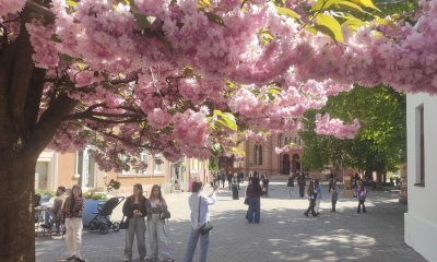 Miles de ucranianos huyen del estrés de los ataques aéreos rusos diarios para admirar la floración de miles de cerezos en la región más occidental del país, Transcarpatia, fronteriza con Eslovaquia, Hungría y Rumanía. Más de 5.000 cerezos, de los cuales el más antiguo tiene exactamente un siglo, se encuentran en pleno esplendor en la ciudad de Úzhgorod, situada al oeste de los Cárpatos y que en su día fue concebida como "una ciudad-parque". La floración de estos árboles ha coincidido con el llamado "Sakura Fest", el festival anual de la flor del cerezo, un evento celebrado entre el viernes y este domingo, y que este año ha atraído a una afluencia récord de visitantes. EFE/ Rostyslav Averchuk