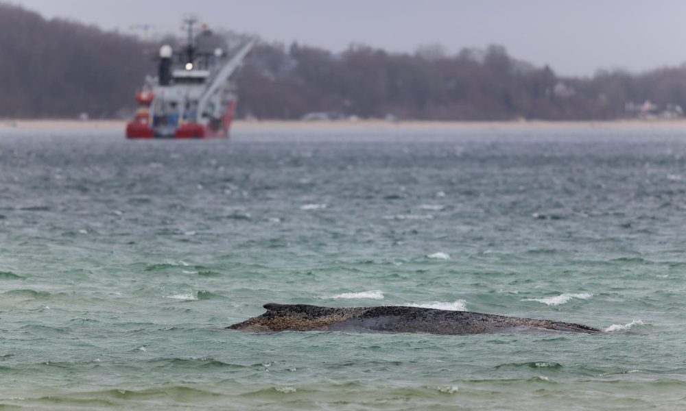 Fotografía de archivo de la ballena varada en el Báltico. EFE/EPA/SELIM SUNDHEIMER