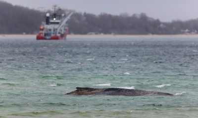 Fotografía de archivo de la ballena varada en el Báltico. EFE/EPA/SELIM SUNDHEIMER