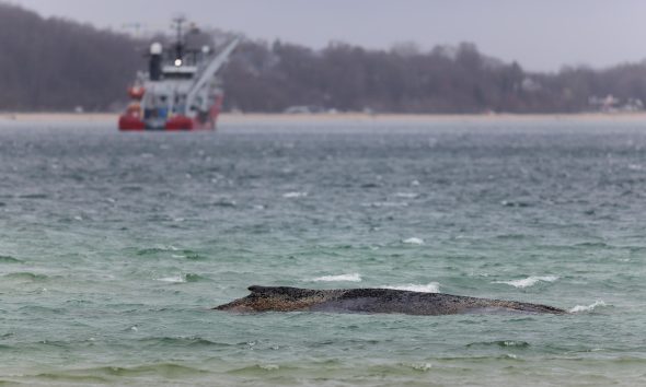 Fotografía de archivo de la ballena varada en el Báltico. EFE/EPA/SELIM SUNDHEIMER