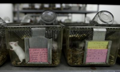 Aspecto de varios ratones de laboratorio usados en investigación, en una imagen de archivo. EFE/Paco Chuquiure