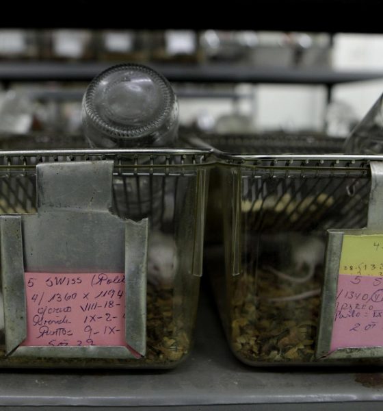 Aspecto de varios ratones de laboratorio usados en investigación, en una imagen de archivo. EFE/Paco Chuquiure