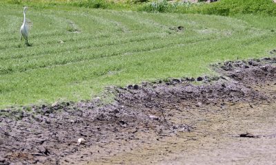 Una garceta es vista sobre la grama en el lago de Benbrook, Texas (EE.UU.). Este lago está a más de cuatro metros por debajo de su nivel normal. Imagen de archivo. EFE/Larry W. Smith