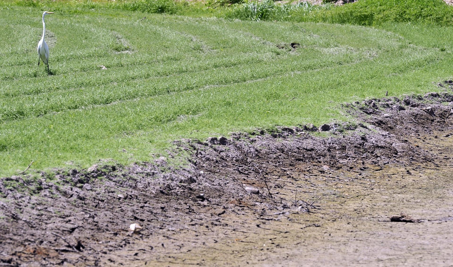 Una garceta es vista sobre la grama en el lago de Benbrook, Texas (EE.UU.). Este lago está a más de cuatro metros por debajo de su nivel normal. Imagen de archivo. EFE/Larry W. Smith