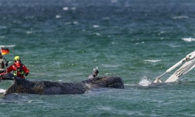 Fotografía de archivo de la ballena varada en el Báltico. EFE/EPA/SELIM SUNDHEIMER
