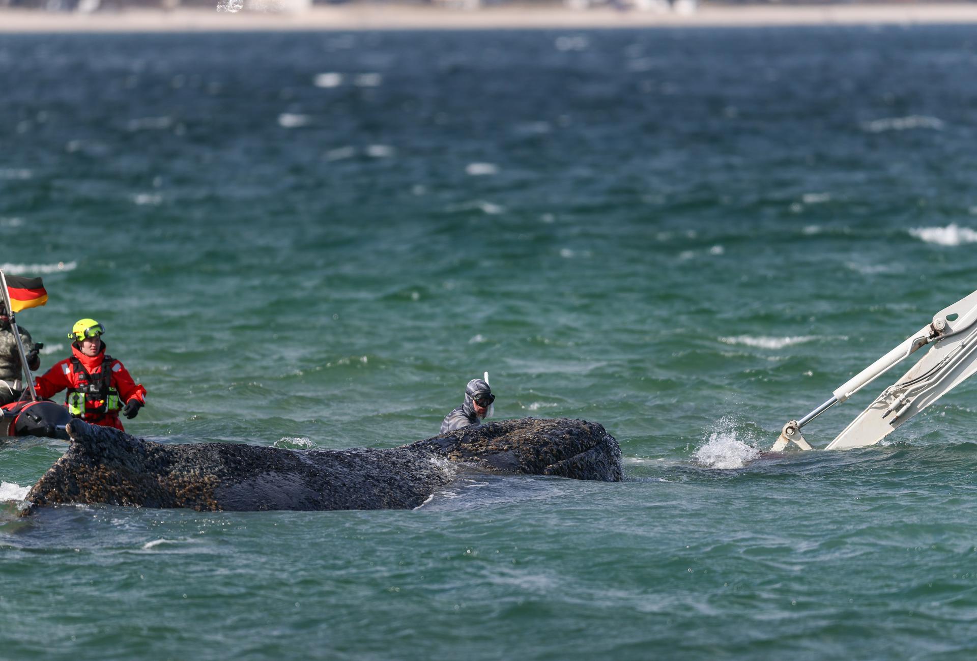 Fotografía de archivo de la ballena varada en el Báltico. EFE/EPA/SELIM SUNDHEIMER
