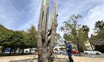 Cactus gigante de 1.500 años regalado por el Gobierno de México con motivo de la Exposición Universal de Sevilla (España) de 1992. EFE/Fermín Cabanillas