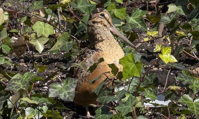 Fotografía que muestra el ave Scolopax Minor o Chocha Americana este lunes, en el Bryant Park en Nueva York (EE.UU.). EFE/ Angel Colmenares