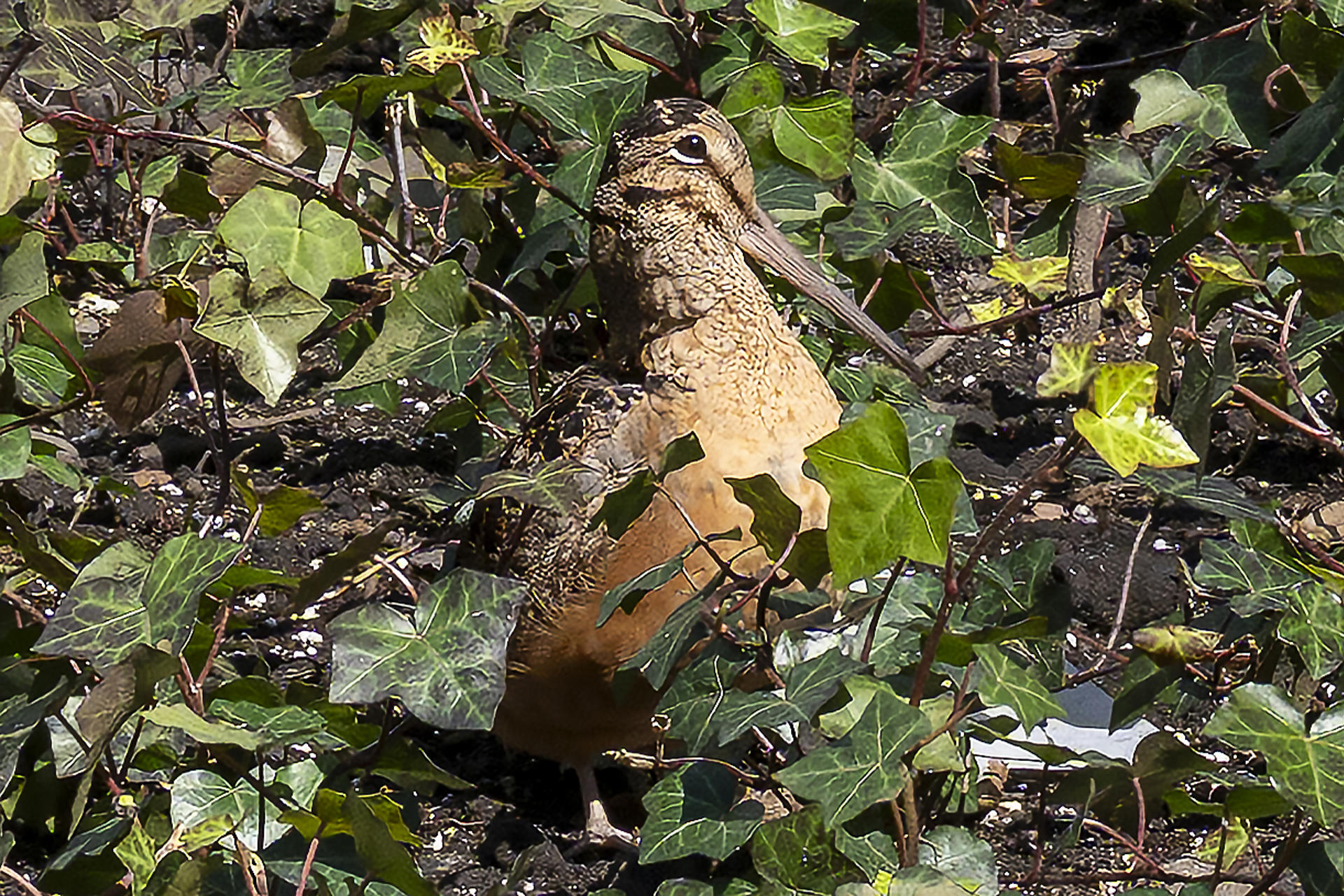 Fotografía que muestra el ave Scolopax Minor o Chocha Americana este lunes, en el Bryant Park en Nueva York (EE.UU.). EFE/ Angel Colmenares