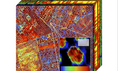 Imagen hiperespectral de zona de olivos mostrando variabilidad en el estado hídrico, obtenida mediante avión tripulado. Fotografía facilitada por QuantaLab – IAS – CSIC