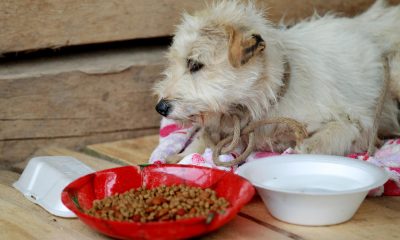 Fotografía de archivo de un perro sentado junto a su alimento EFE/LEONARDO MUÑOZ