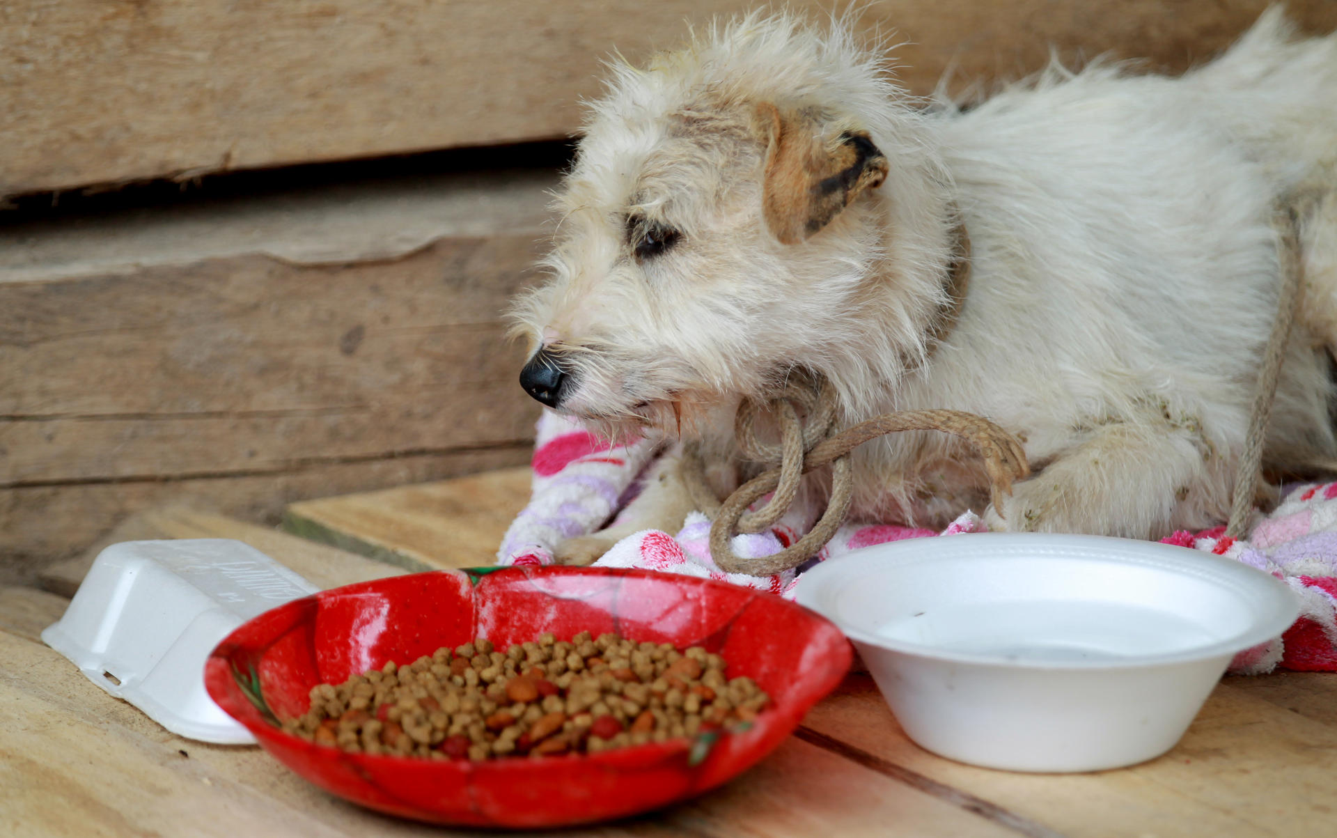 Fotografía de archivo de un perro sentado junto a su alimento EFE/LEONARDO MUÑOZ