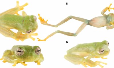 Un equipo de investigadores ha descubierto una nueva especie de 'rana de cristal' en la reserva de El Quimi, un santuario natural considerado como un auténtico 'mundo perdido' para los anfibios, debido a la extraordinaria cantidad de especies nuevas e inexploradas que alberga el territorio. En la imagen, la nueva rana descubierta. Imagen: Mylena Masache/Pontificia Universidad Católica del Ecuador.