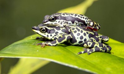 Fotografía del 15 de abril de 2026 que muestra la rana arlequín, en Quito (Ecuador). EFE/ José Jácome