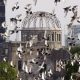 Palomas sobre el domo del Parque Monumento a la Paz en Hiroshima, oeste de Japón, en donde se conmemora el aniversario del ataque sobre Hiroshima el 6 de agosto de 2008.
 EFE/Kimimasa Mayama