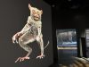 Fotografía del 22 de junio de una exhibición de imágenes de la vida animal expuestas en el Museo de la Exploración de la NatGeo, el nuevo museo de la National Geographic en Washington. EFE/Stefani Raguso
