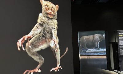 Fotografía del 22 de junio de una exhibición de imágenes de la vida animal expuestas en el Museo de la Exploración de la NatGeo, el nuevo museo de la National Geographic en Washington. Visitantes de todas las edades podrán convertirse en exploradores por un día en el nuevo museo de la National Geographic, que abre sus puertas este viernes en Washington con cientos de artefactos, espacios interactivos y una experiencia inmersiva para "tocar" la historia de la emblemática sociedad. EFE/Stefani Raguso