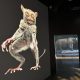 Fotografía del 22 de junio de una exhibición de imágenes de la vida animal expuestas en el Museo de la Exploración de la NatGeo, el nuevo museo de la National Geographic en Washington. Visitantes de todas las edades podrán convertirse en exploradores por un día en el nuevo museo de la National Geographic, que abre sus puertas este viernes en Washington con cientos de artefactos, espacios interactivos y una experiencia inmersiva para "tocar" la historia de la emblemática sociedad. EFE/Stefani Raguso