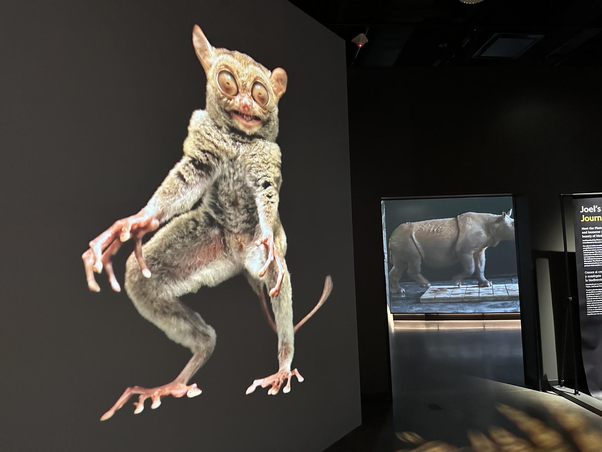 Fotografía del 22 de junio de una exhibición de imágenes de la vida animal expuestas en el Museo de la Exploración de la NatGeo, el nuevo museo de la National Geographic en Washington. Visitantes de todas las edades podrán convertirse en exploradores por un día en el nuevo museo de la National Geographic, que abre sus puertas este viernes en Washington con cientos de artefactos, espacios interactivos y una experiencia inmersiva para "tocar" la historia de la emblemática sociedad. EFE/Stefani Raguso