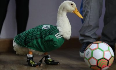 El pato Merlín posa con un balón de fútbol en Ciudad de México (México). EFE/Mario Guzmán