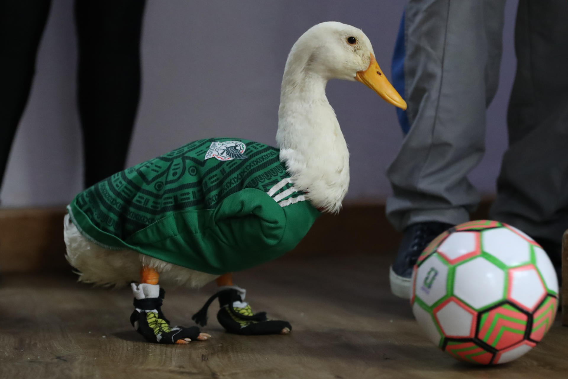 El pato Merlín posa con un balón de fútbol en Ciudad de México (México). EFE/Mario Guzmán