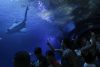 El Oceanogràfic de València, el mayor acuario de Europa, ha puesto el nombre del futbolista español Ferran Torres a uno de sus tiburones grises (Carcharhinus plumbeus), como reconocimiento a la vinculación con la conservación marina del internacional, autor del gol que le dio a España el título de campeón mundial en la final ante Argentina. EFE/ Kai Försterling
