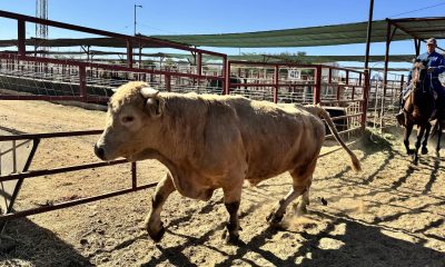 La confirmación del primer caso de gusano barrenador del ganado en Chihuahua encendió este miércoles las alertas por la expansión de la plaga hacia una de las principales regiones exportadoras de reses de México, mientras el sector privado calcula pérdidas superiores a 2.000 millones de dólares. Imagen de archivo. EFE/Daniel Sánchez