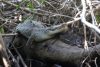 Fotografía del 22 de julio de 2026 que muestra un cocodrilo en un bosque de mangle en la reserva protegida de la Barra de Santiago en Ahuachapán (El Salvador). EFE/ Javier Aparicio