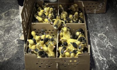 Fotografía de patos domésticos (Anas platyrhynchos domesticus), exhibidos en un mercado este jueves, en la Ciudad de México (México). EFE/Ana Baez