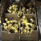 Fotografía de patos domésticos (Anas platyrhynchos domesticus), exhibidos en un mercado este jueves, en la Ciudad de México (México). EFE/Ana Baez