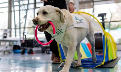 La perrita 'dogtora' Habana participa en una terapia en la clínica Alemana en Santiago (Chile). EFE/ Javier Torres Lantadilla