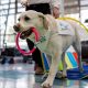 La perrita 'dogtora' Habana participa en una terapia en la clínica Alemana en Santiago (Chile). EFE/ Javier Torres Lantadilla
