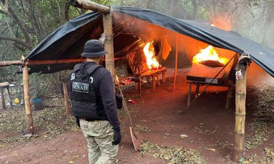 Fotografía cedida por la Secretaría Nacional Antidrogas (Senad) que muestra a un agente antidrogas durante un operativo en el que se destruyeron tres toneladas de marihuana y se erradicaron 8,5 hectáreas de ese cultivo, este jueves en Capitán Bado (Paraguay). EFE/ Secretaría Nacional Antidrogas de Paraguay