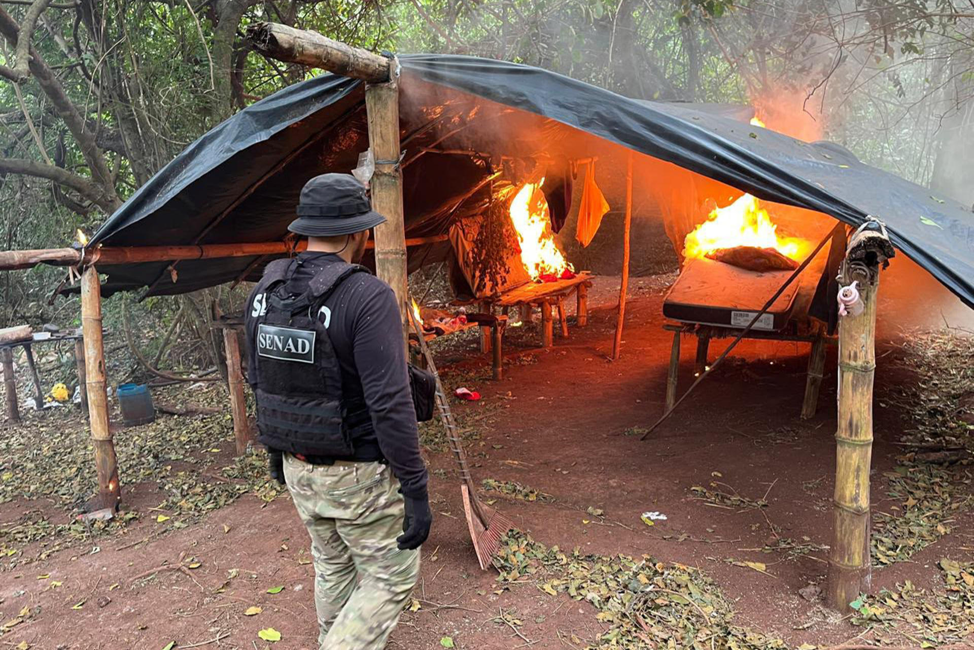 Fotografía cedida por la Secretaría Nacional Antidrogas (Senad) que muestra a un agente antidrogas durante un operativo en el que se destruyeron tres toneladas de marihuana y se erradicaron 8,5 hectáreas de ese cultivo, este jueves en Capitán Bado (Paraguay). EFE/ Secretaría Nacional Antidrogas de Paraguay