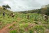 Fotografía cedida por la Secretaría Nacional Antidrogas (Senad) que muestra a agentes antidrogas durante un operativo en el que se destruyeron tres toneladas de marihuana y se erradicaron 8,5 hectáreas de ese cultivo, este jueves en Capitán Bado (Paraguay). EFE/ Secretaría Nacional Antidrogas de Paraguay