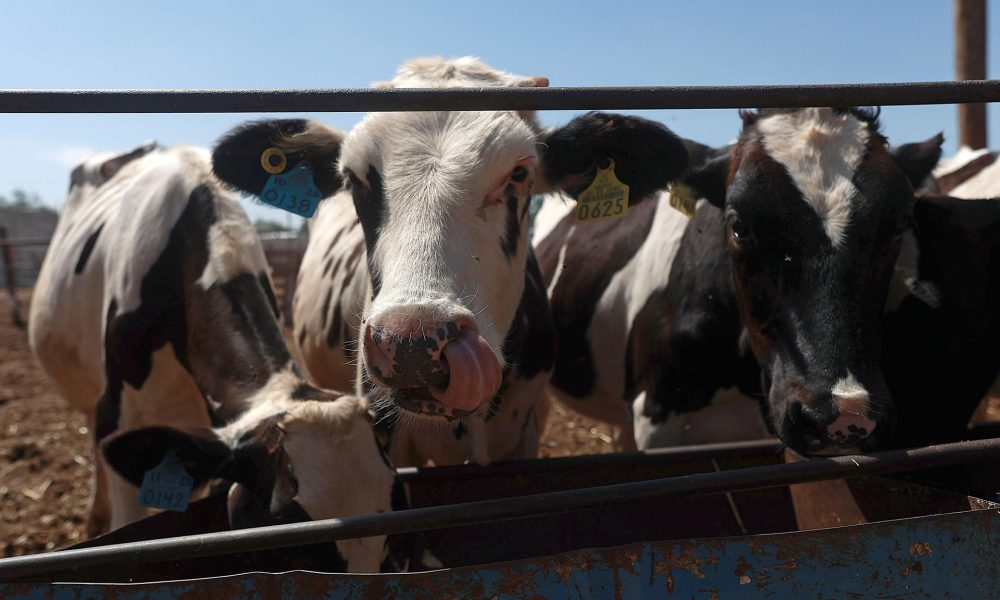 Ganaderos del norte de México refuerzan medidas sanitarias por plaga de gusano barrenador