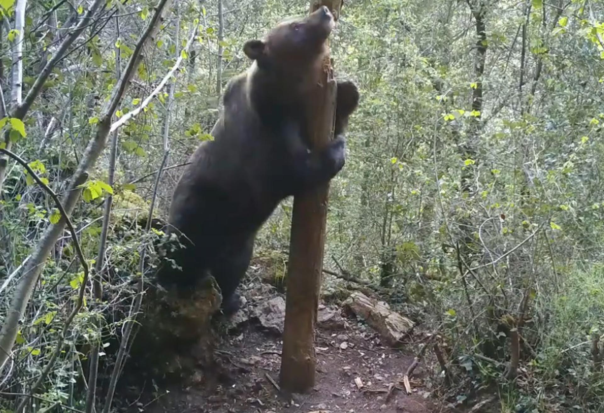 Un oso se sube a una roca para hacer una señal por encima de lo que le permitiría su tamaño. Fotografía facilitada por el MNCN.