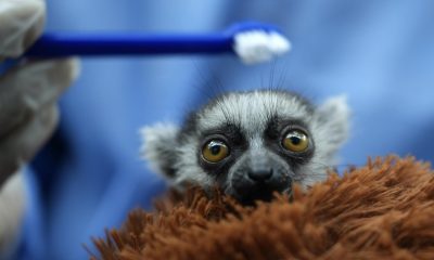 Una cría de lémur de cola anillada recibe asistencia por profesionales del Zoológico de Cali, en Cali (Colombia). EFE/ Ernesto Guzmán