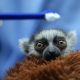 Una cría de lémur de cola anillada recibe asistencia por profesionales del Zoológico de Cali, en Cali (Colombia). EFE/ Ernesto Guzmán