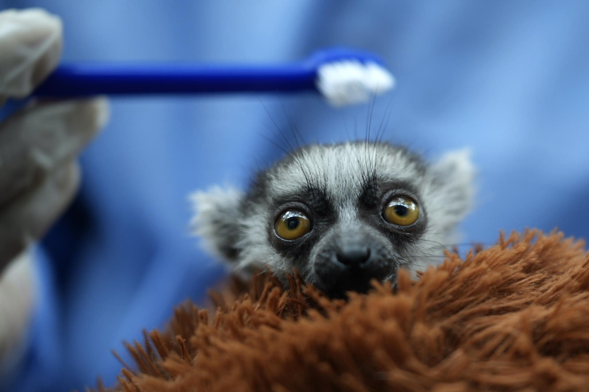 Una cría de lémur de cola anillada recibe asistencia por profesionales del Zoológico de Cali, en Cali (Colombia). EFE/ Ernesto Guzmán