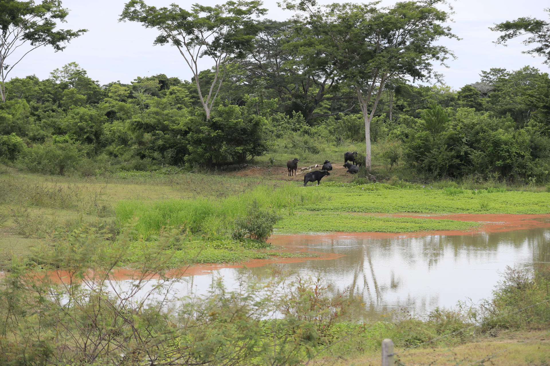 Fotografía que muestra un sector de la hacienda La Palmira este jueves, en Pueblo Nuevo (Colombia). Un predio de casi 2.000 hectáreas en Córdoba que durante años estuvo ligado al paramilitarismo, volvió a manos del Estado para ser entregado a organizaciones campesinas, un proceso de la reforma agraria impulsada por el Gobierno de Gustavo Petro. EFE/ Carlos Ortega