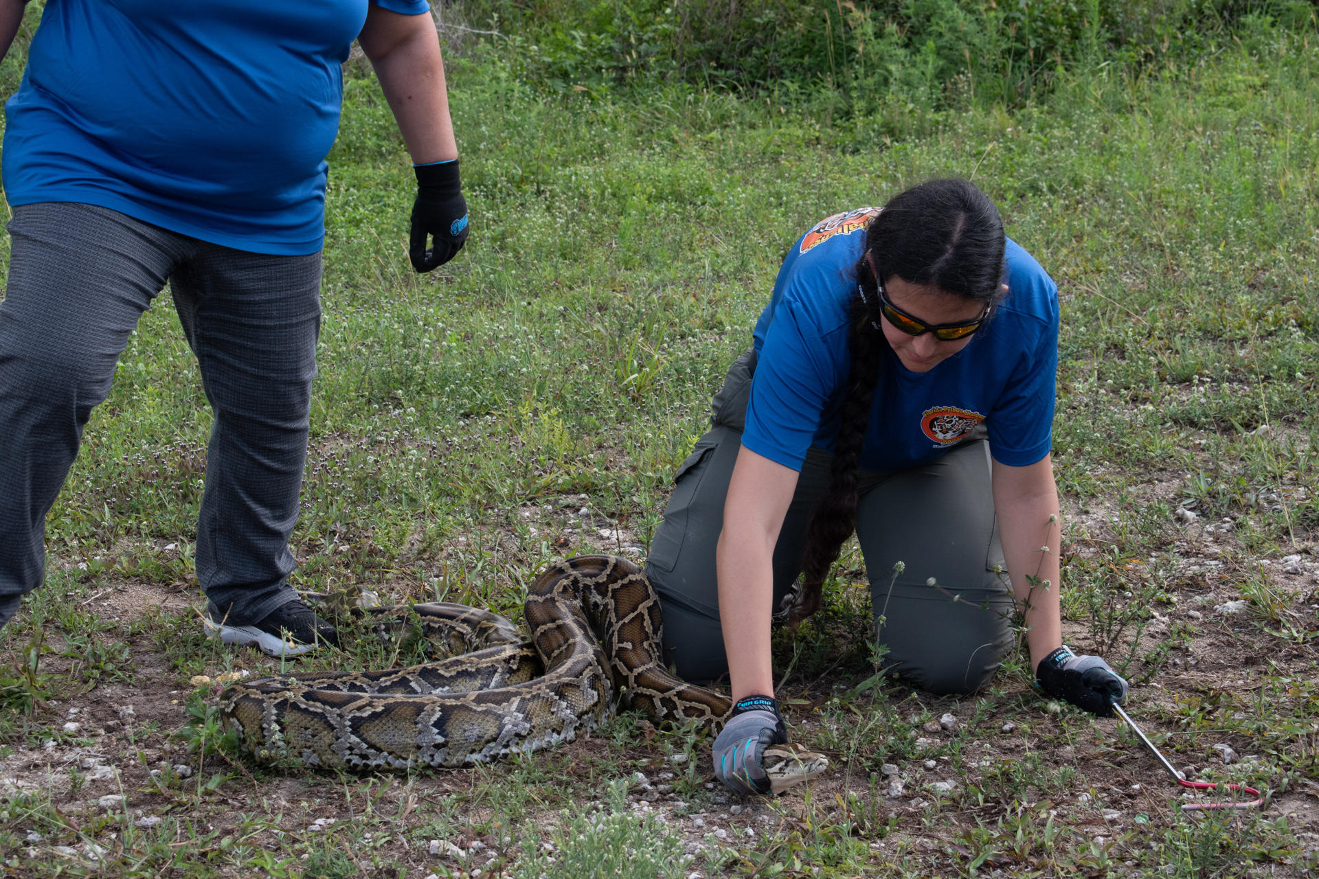 Fotografía del 19 mayo de 2026 cedida por la Comisión de Conservación de Peces y Vida Silvestre de Florida (FWC, por sus siglas en inglés) que muestra a una  persona atrapando una pitón durante la presentación a la prensa del inicio del 'Florida Python Challenge', un concurso anual que busca frenar la expansión de la pitón birmana invasora en la reserva natural de los Everglades y que repartirá 25.000 dólares en premios, que comienza este viernes y se extenderá hasta el 19 de julio en la Florida (Estados Unidos). EFE/ Comisión de Conservación de Peces y Vida Silvestre de Florida (FWC) SÓLO USO EDITORIAL NO VENTAS /SOLO USO EDITORIAL/ NO VENTAS /SOLO DISPONIBLE PARA ILUSTRAR LA NOTICIA QUE ACOMPAÑA (CRÉDITO OBLIGATORIO)